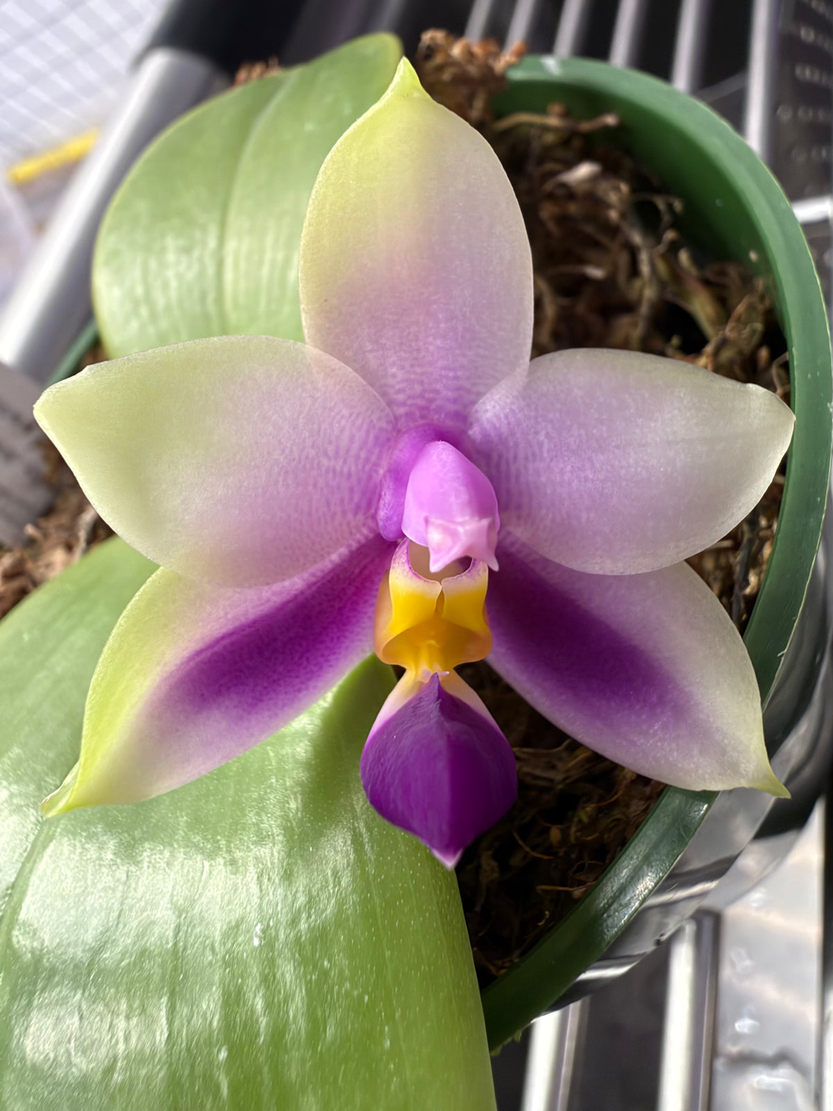 Phalaenopsis cornu-cervi fma. chattaladae 'Red W18' x violacea indigo 'Red'