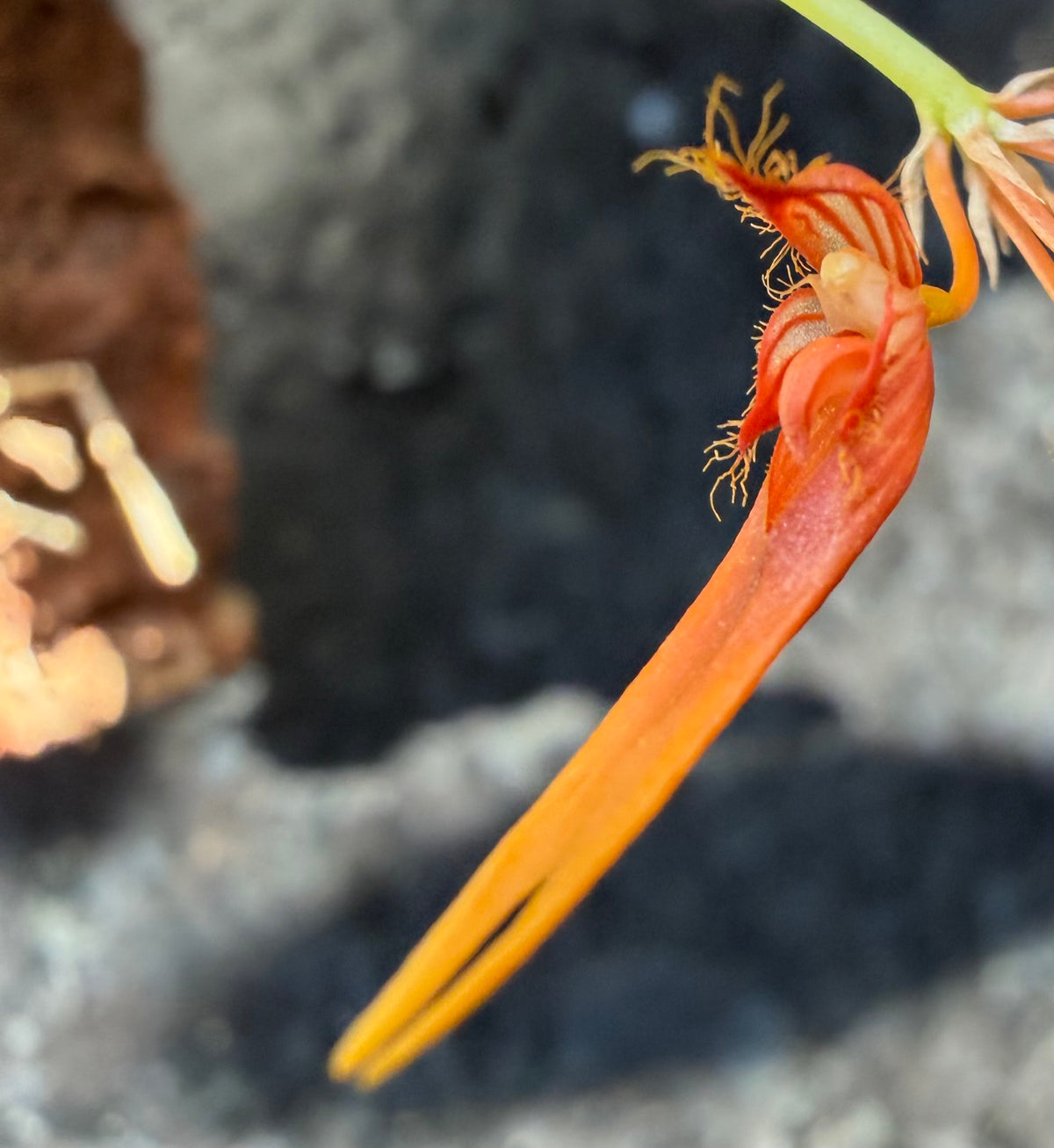 Fleur de Bulbophyllum electrinum en gros plan, orange vif prolongée d’une longue queue effilée