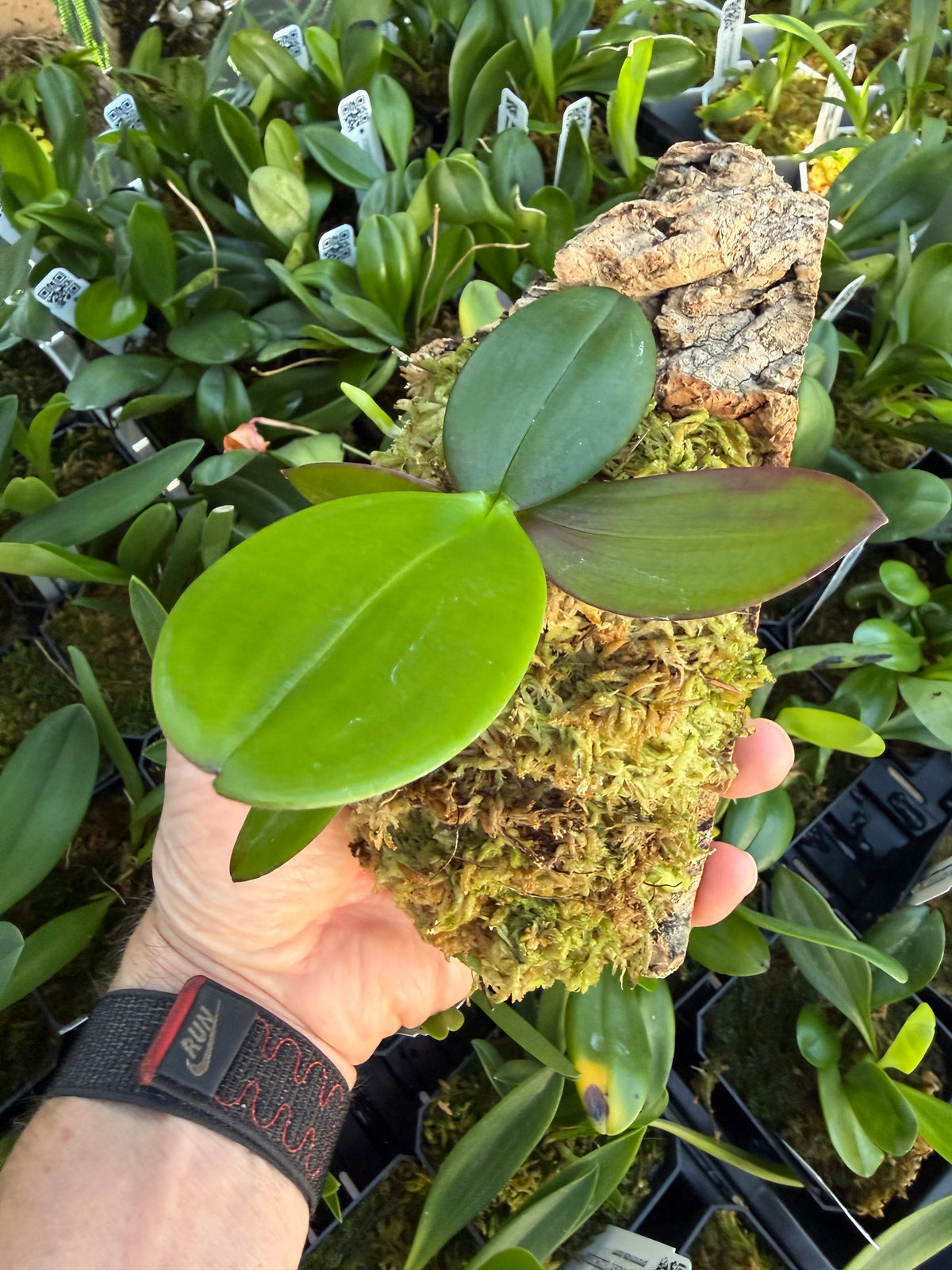 Phalaenopsis equestris sur plaque de liège garnie de sphaigne, tenu dans une main