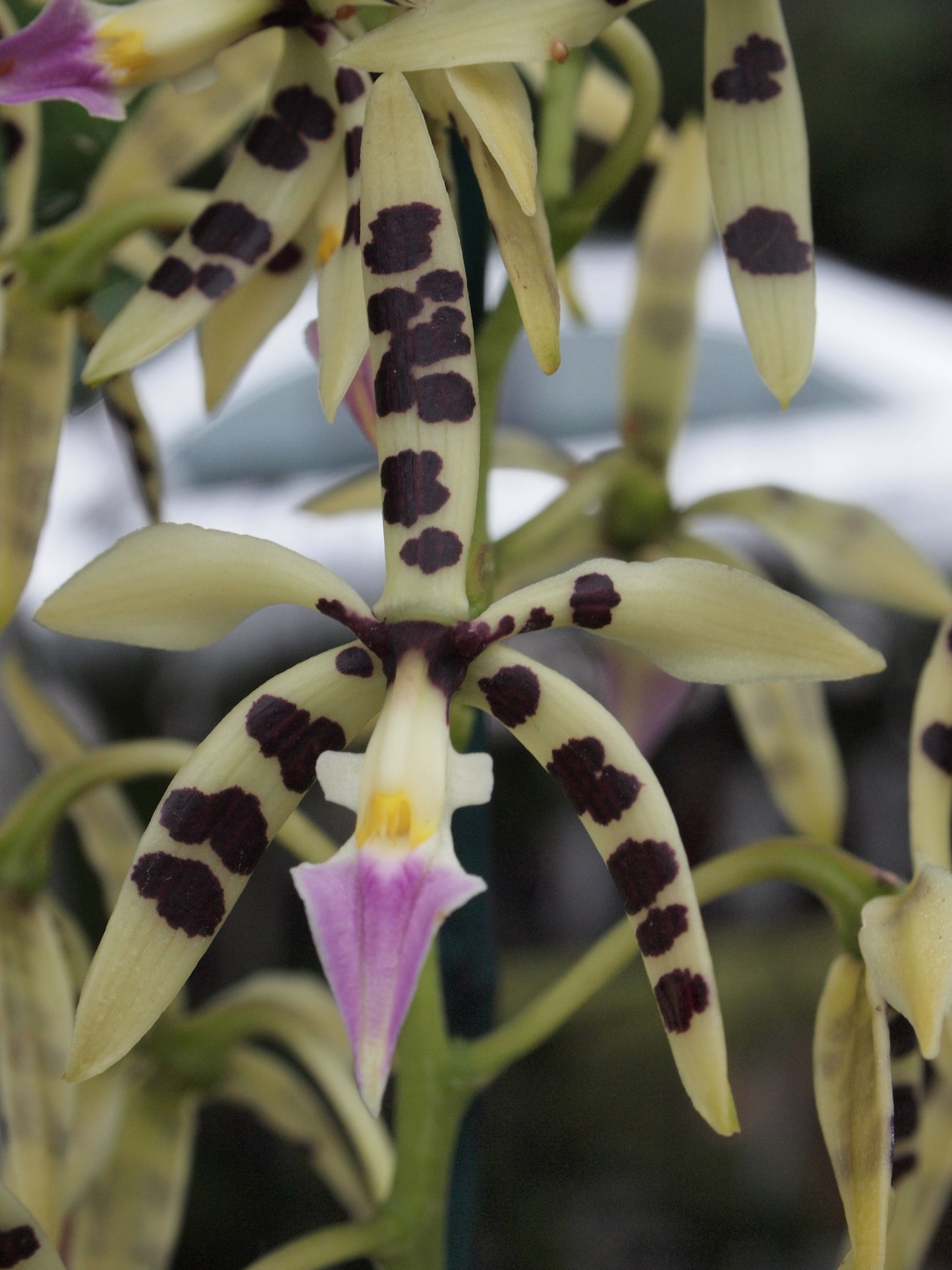Prosthechea prismatocarpa (Panarica / Epidendrum prismatocarpa) en fleurs