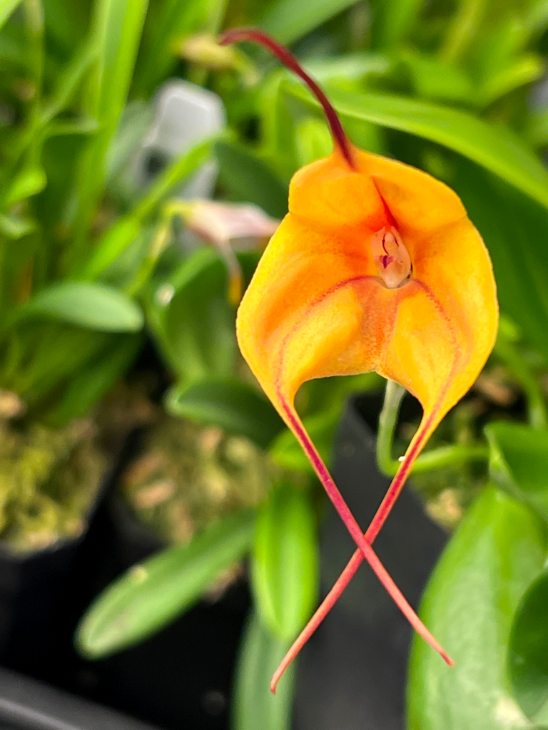 Masdevallia Angel Candy, photo de référence de la fleur