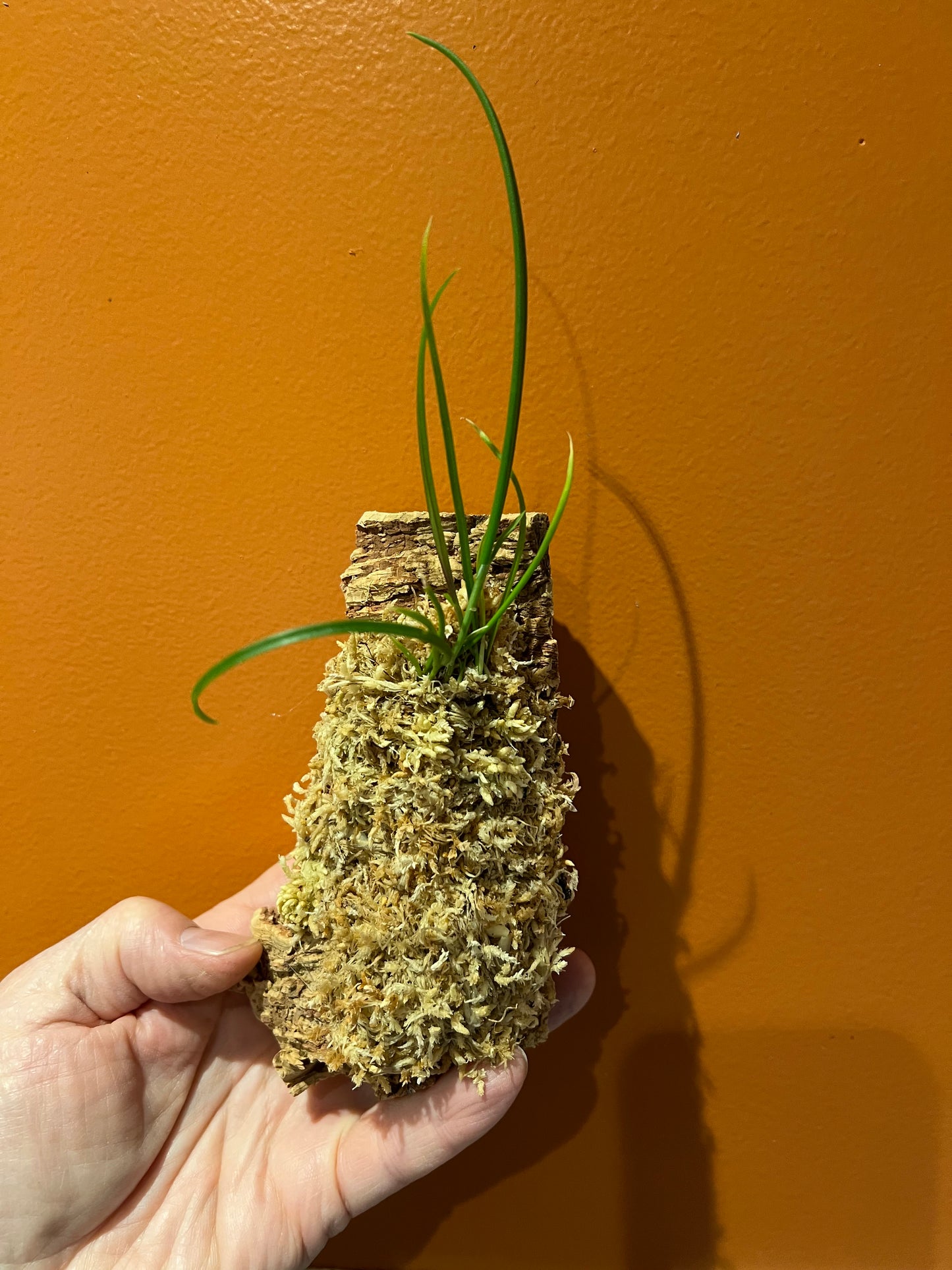 Brassavola cucullata, photo de référence de la fleur