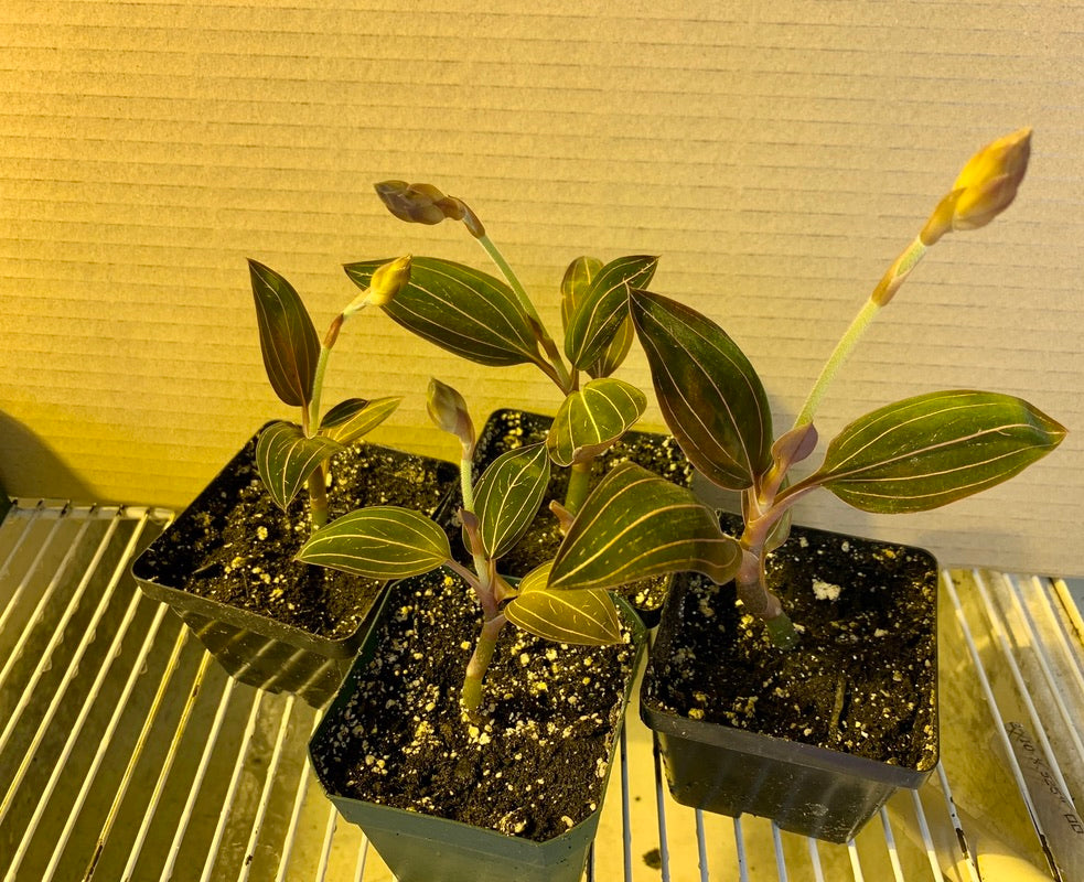 Ludisia discolor