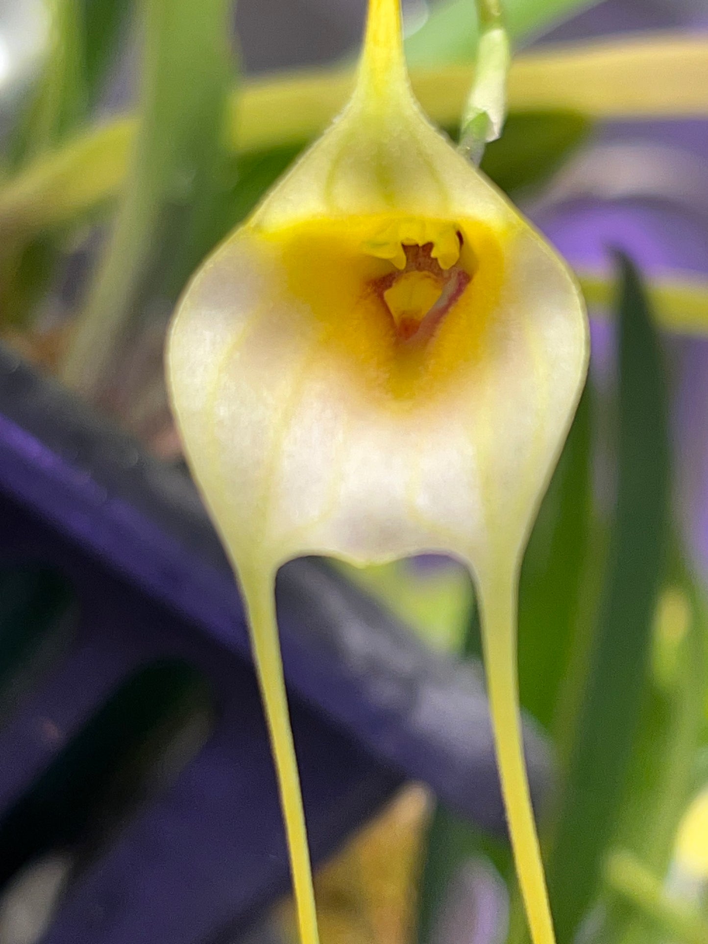Masdevallia Impostor x Masdevallia tonduzii, photo de référence de la fleur