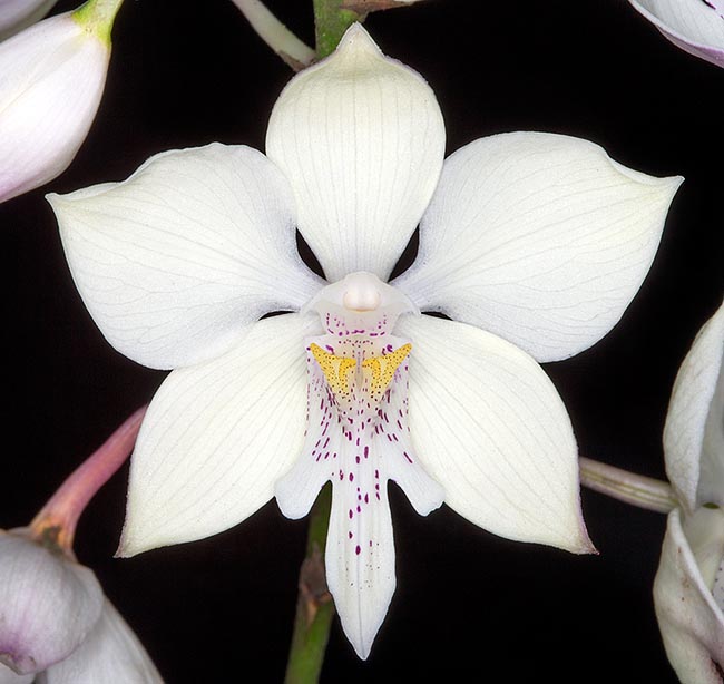 Caularthron bicornutum