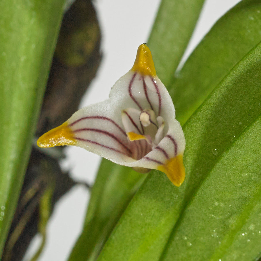 Masdevallia striatella, photo de référence de la fleur
