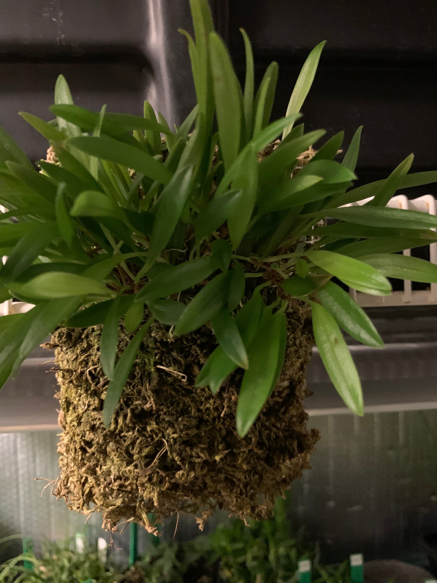 Stelis muscifera