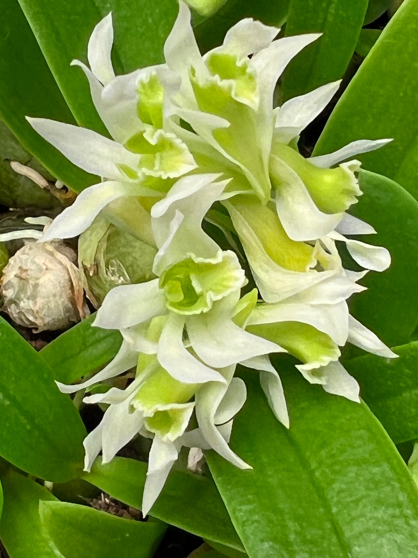 Dendrobium peguanum alba, photo de référence de la fleur