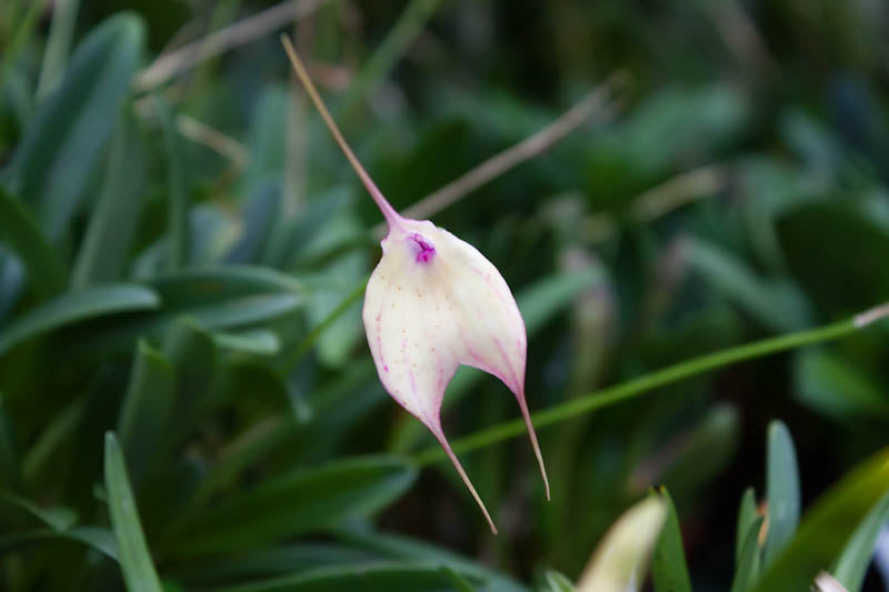 Masdevallia measuresiana