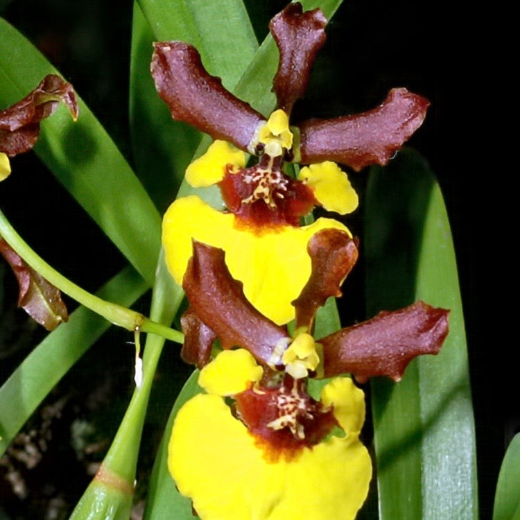 Oncidium croesus, photo de référence de la fleur