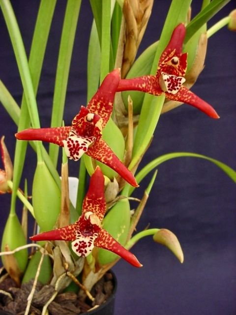 Maxillaria tenuifolia