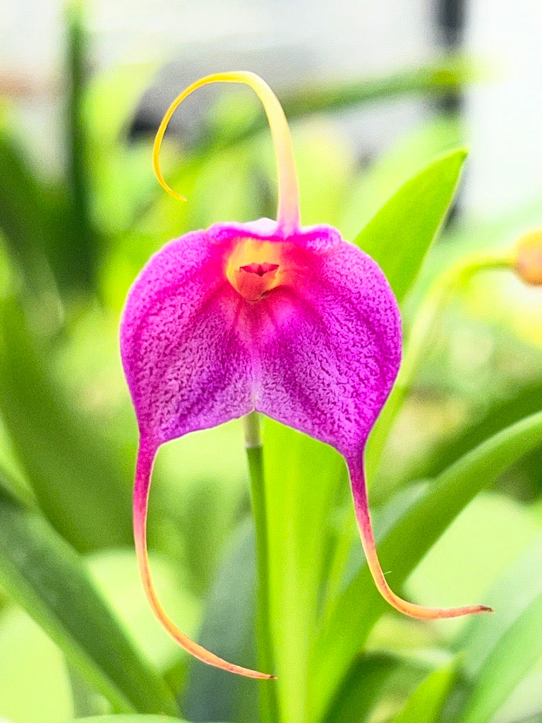 Masdevallia Fragrant Angel, photo de référence de la fleur