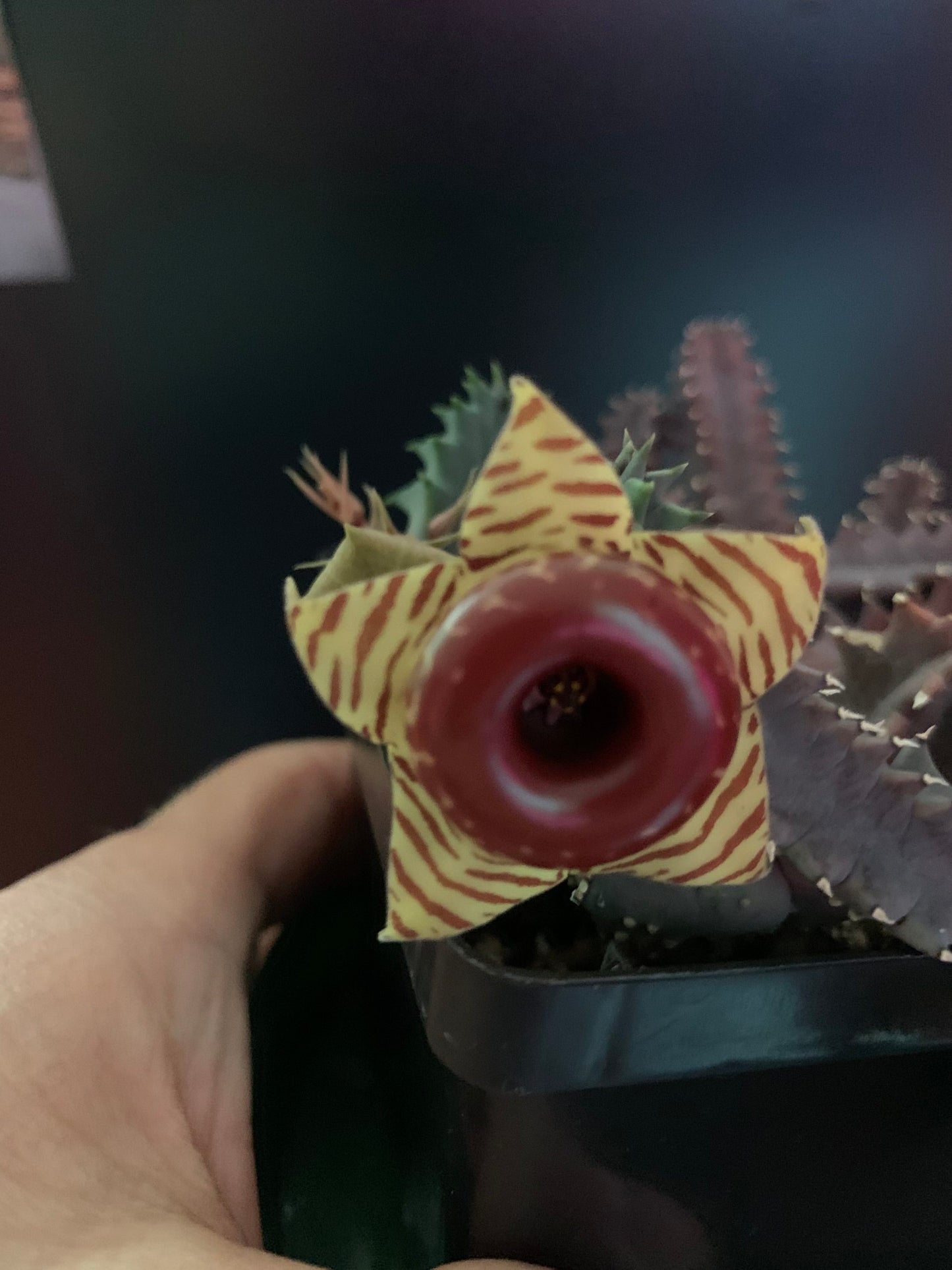 Huernia zebrina