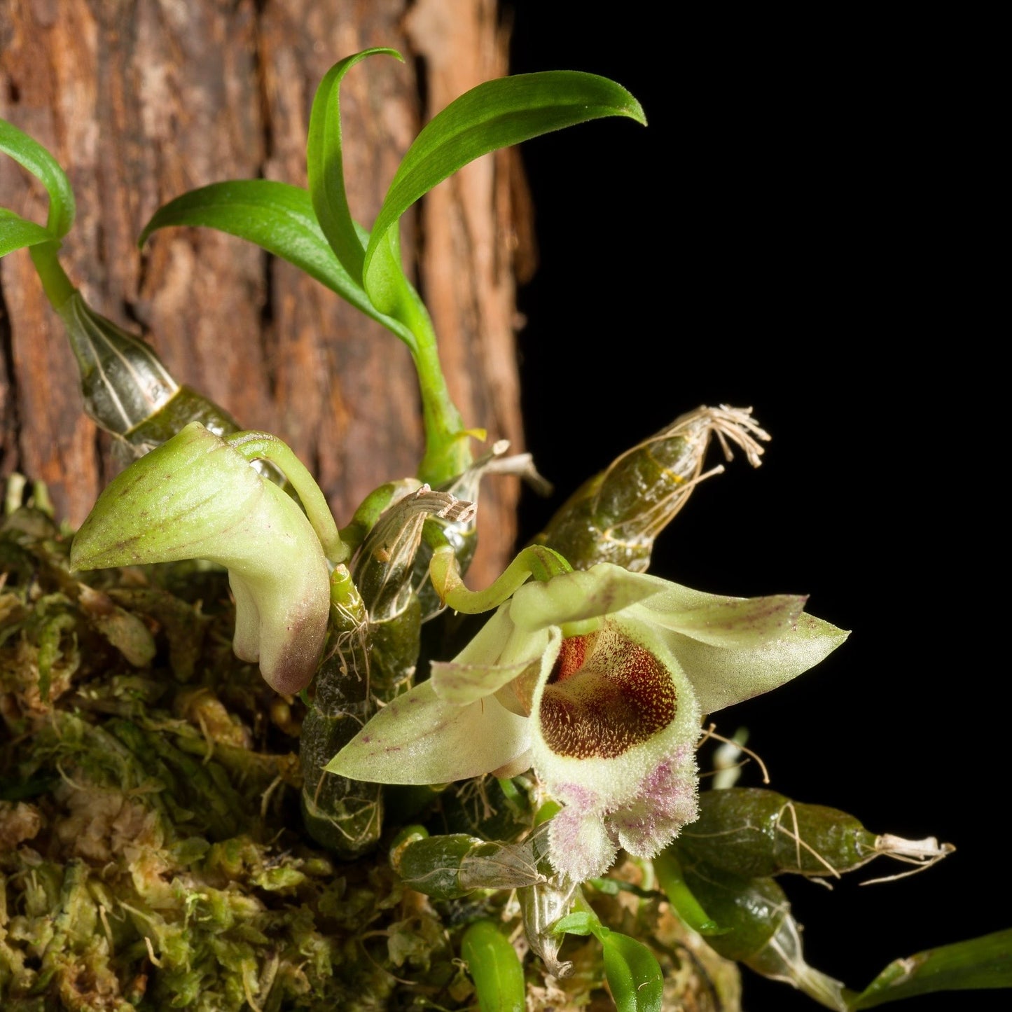 Dendrobium hekouense, photo de référence de la fleur