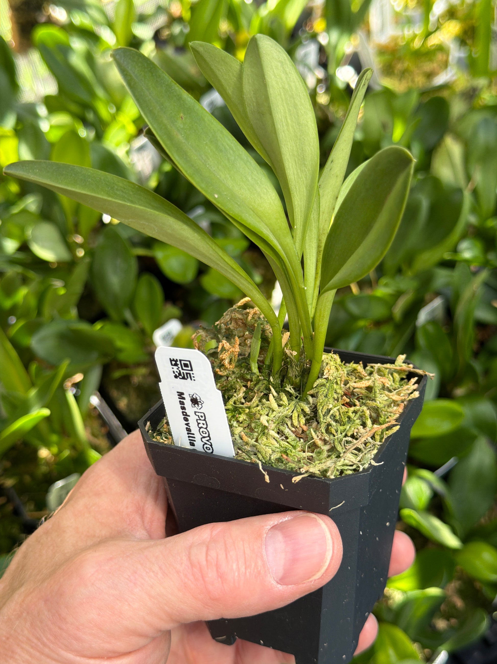 Masdevallia Crystal Follansbee en pot, feuilles lisses et charnues d’un vert soutenu