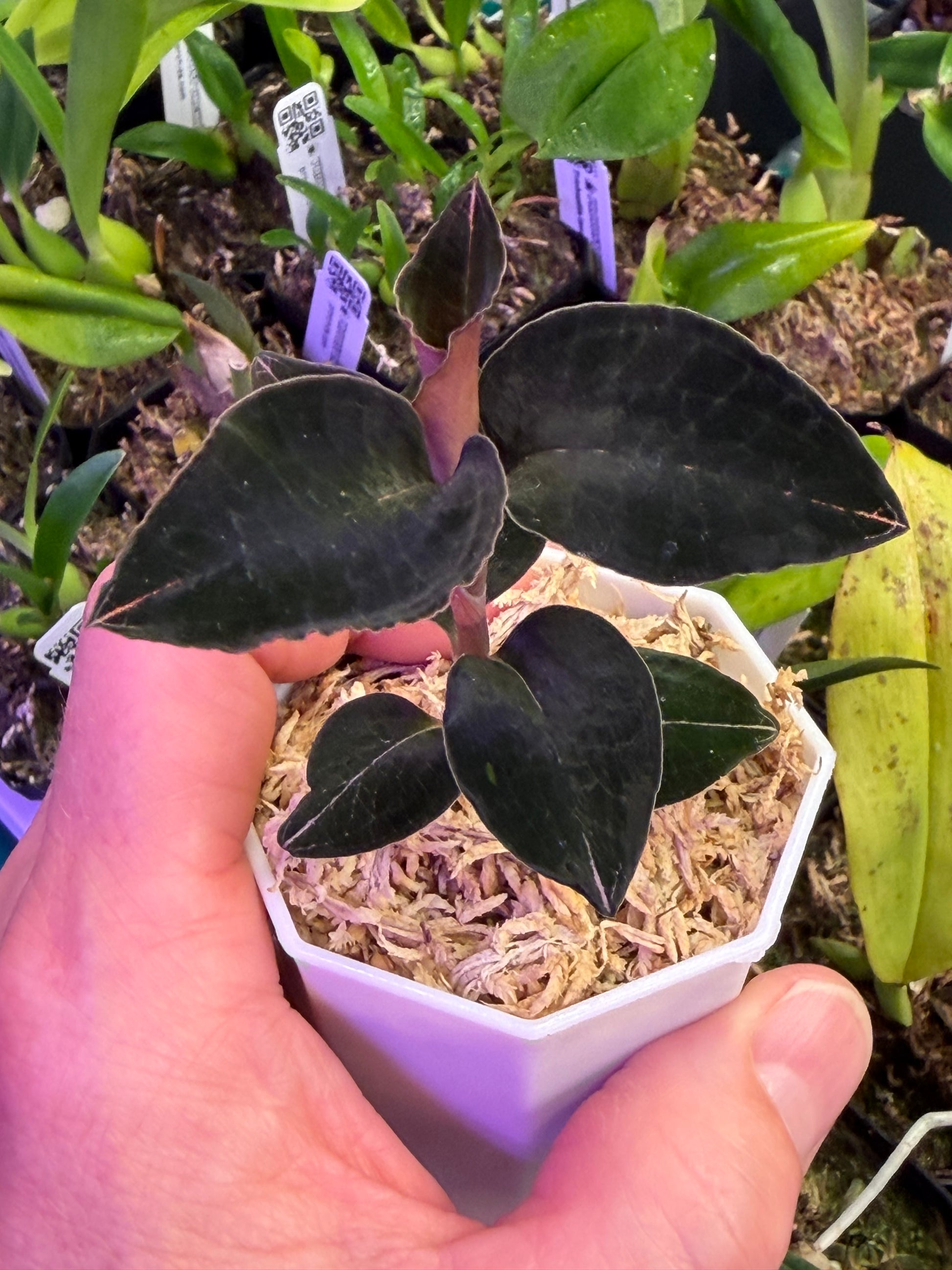 Anoectochilus sp. Red vein, orchidée bijou aux feuilles vert presque noir veinées de rouge, en pot