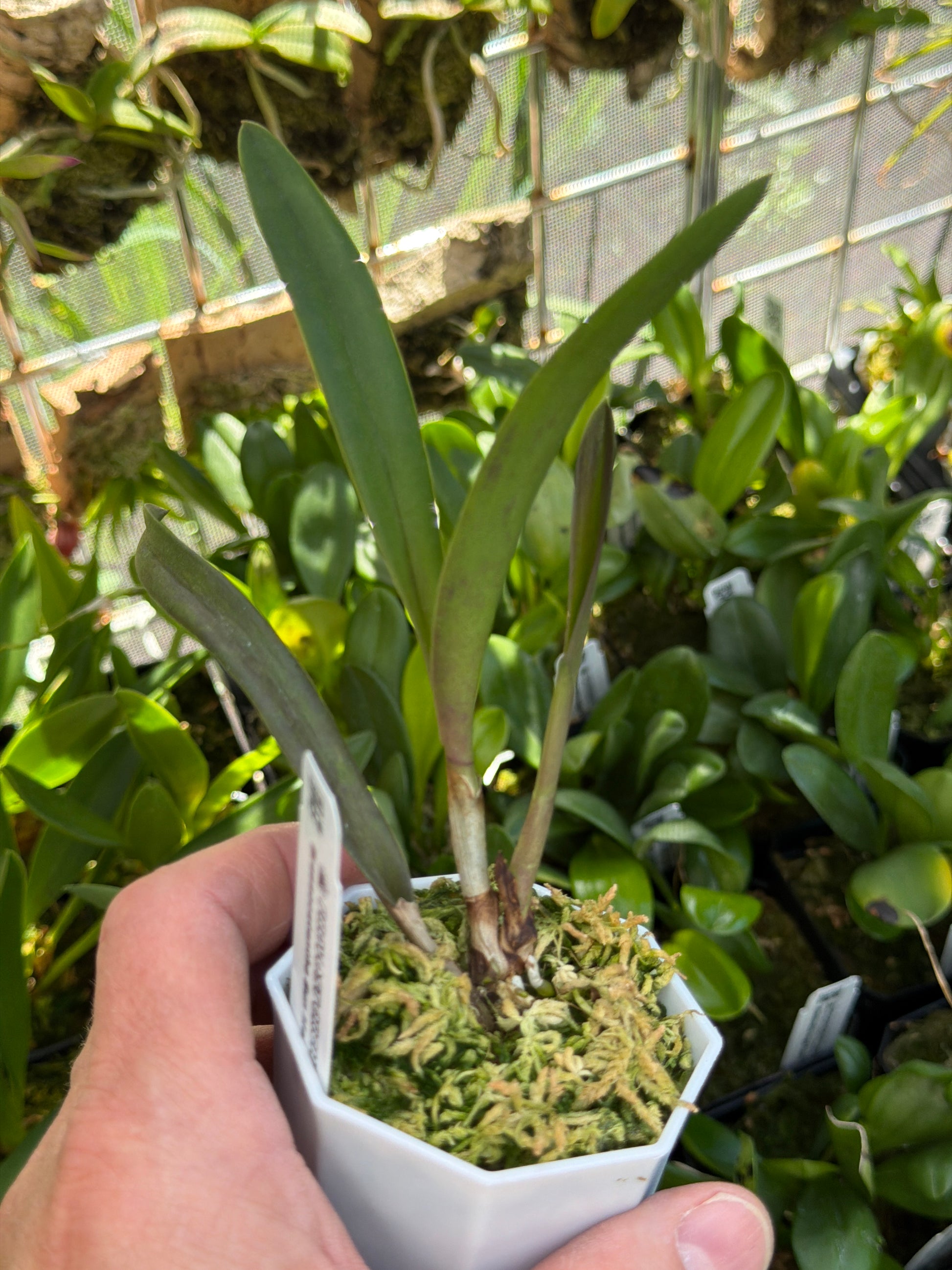 Brassocatanthe Sun Mei Gold en pot, pseudobulbes surmontés de feuilles vert foncé