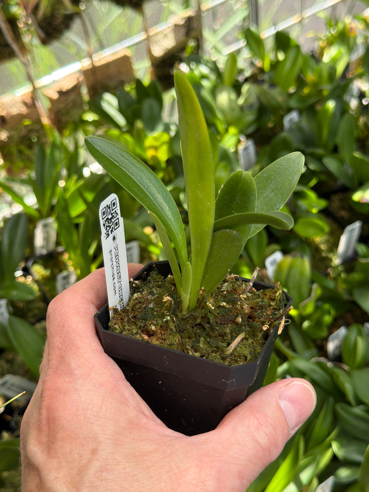 Masdevallia Nicola Flanagan en pot, jeune touffe de feuilles spatulées vert vif