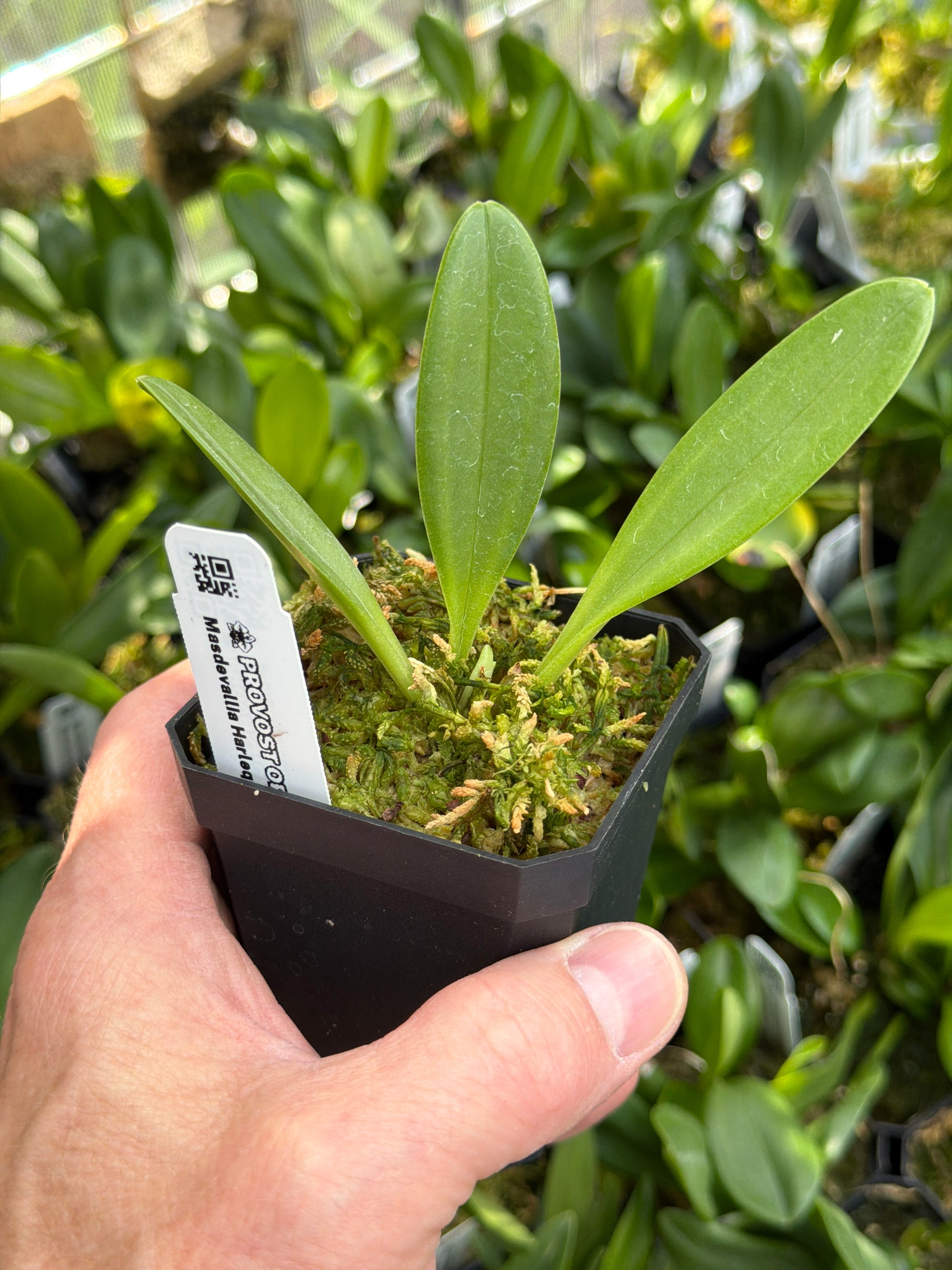 Masdevallia harlequina ‘Ecuagenera’ en pot, feuilles spatulées vert franc réunies en touffe