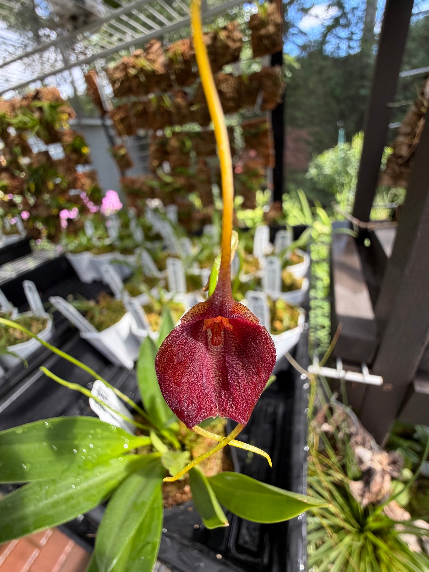 Masdevallia Morenita