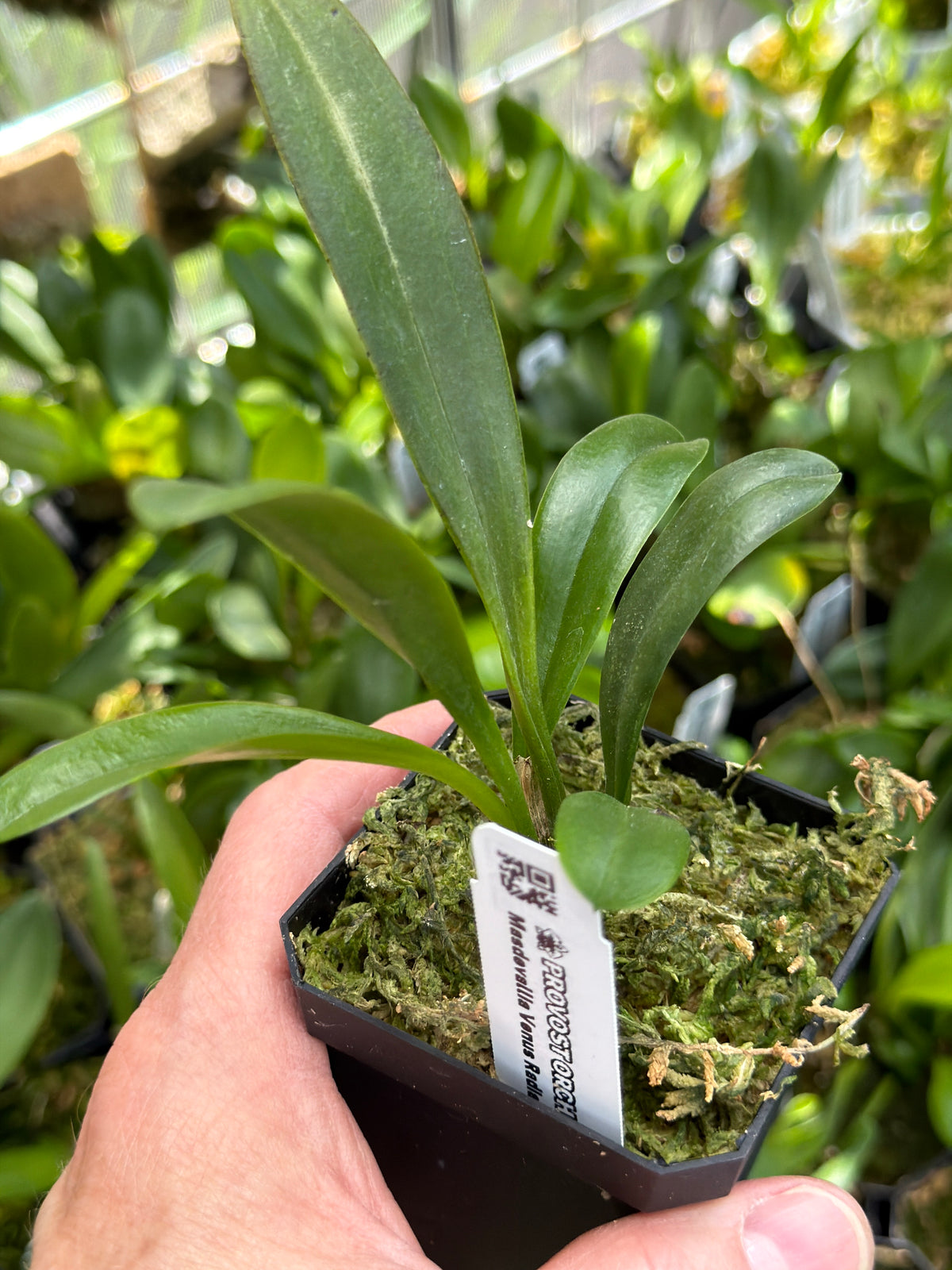 Masdevallia venus ‘Radiante’ en pot, feuillage vert profond formant une touffe serrée