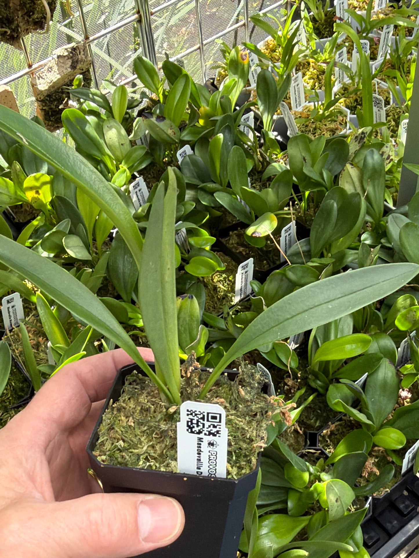 Masdevallia Dona Daisy De Alvarado en pot, longues feuilles vertes au-dessus de la sphaigne