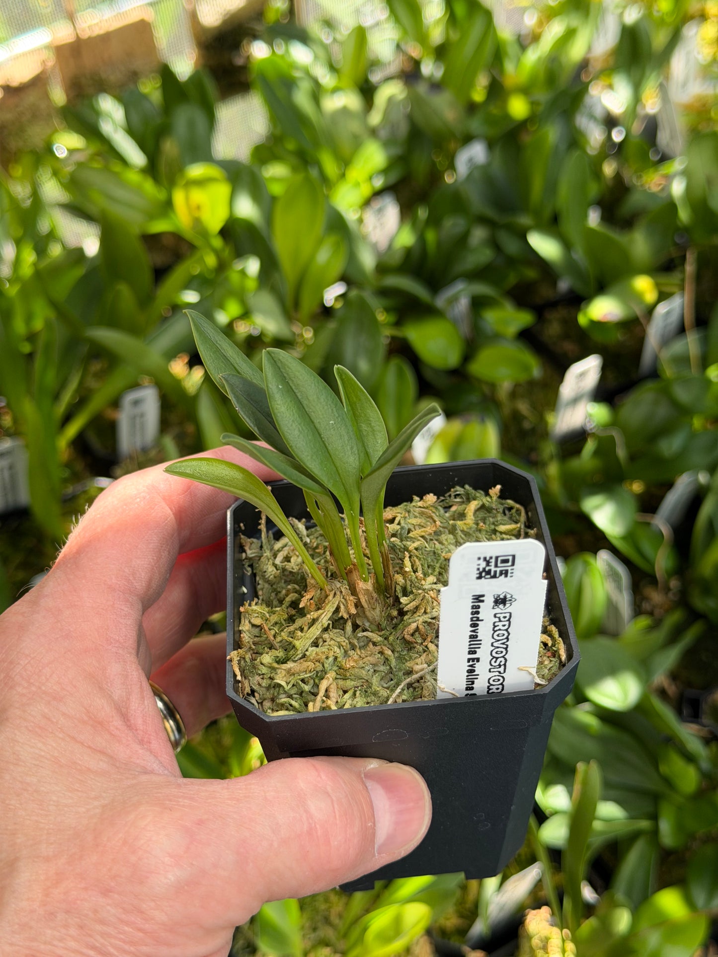 Masdevallia Evelina Serrano de Konanz en pot, feuillage court et compact