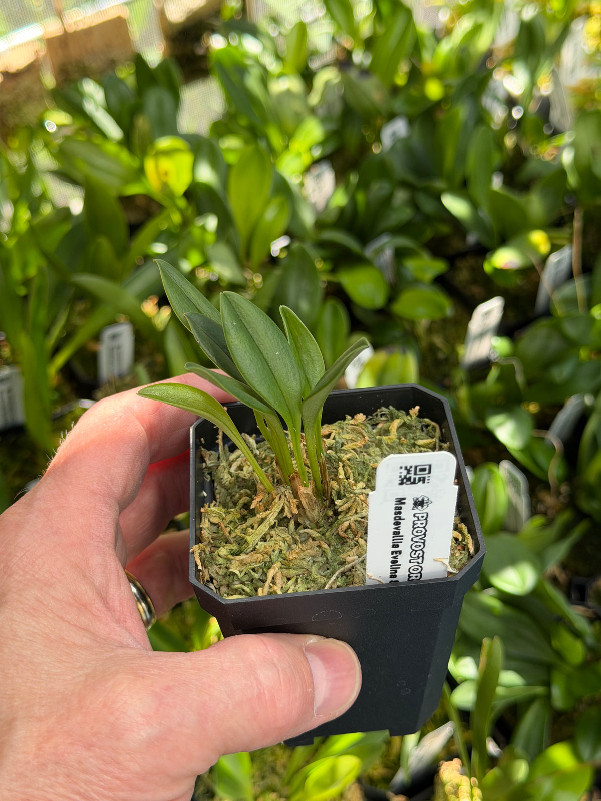 Masdevallia Evelina Serrano de Konanz en pot, feuillage court et compact