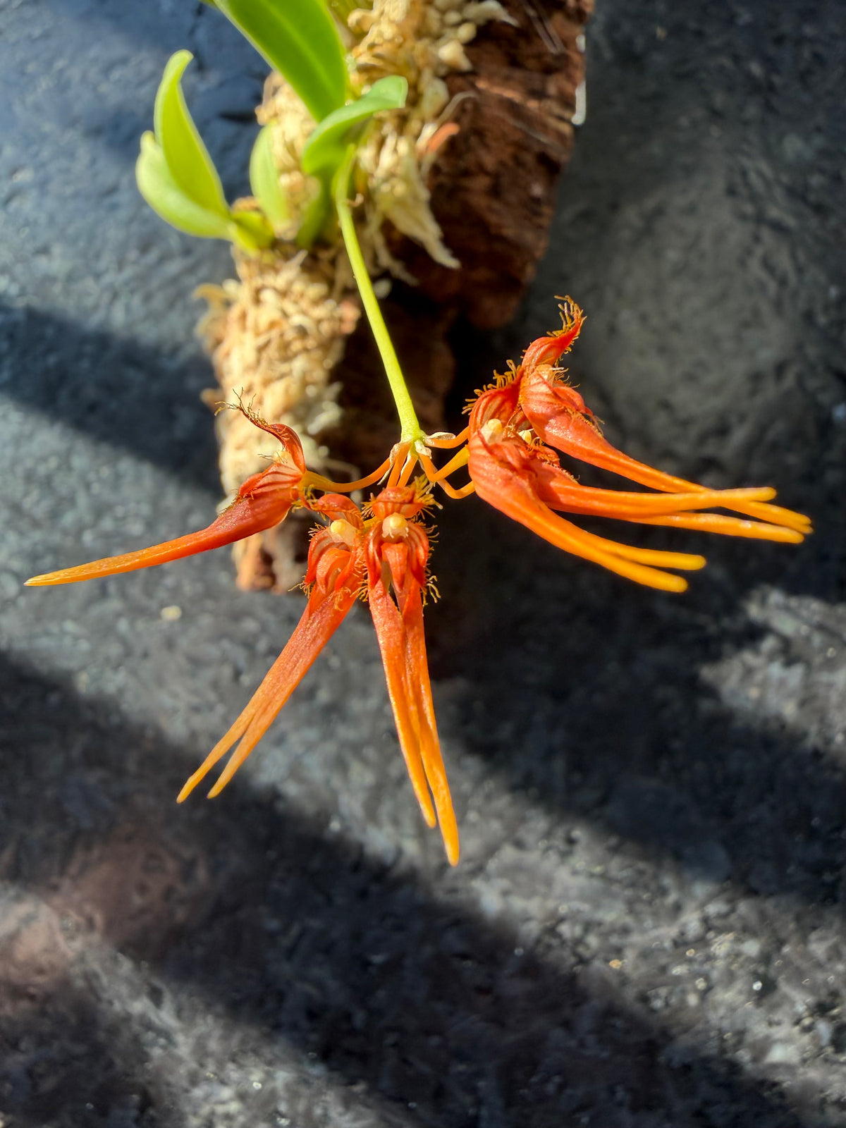 Fleurs orange de Bulbophyllum electrinum sur leur plaque de liège, aux longues queues retombantes