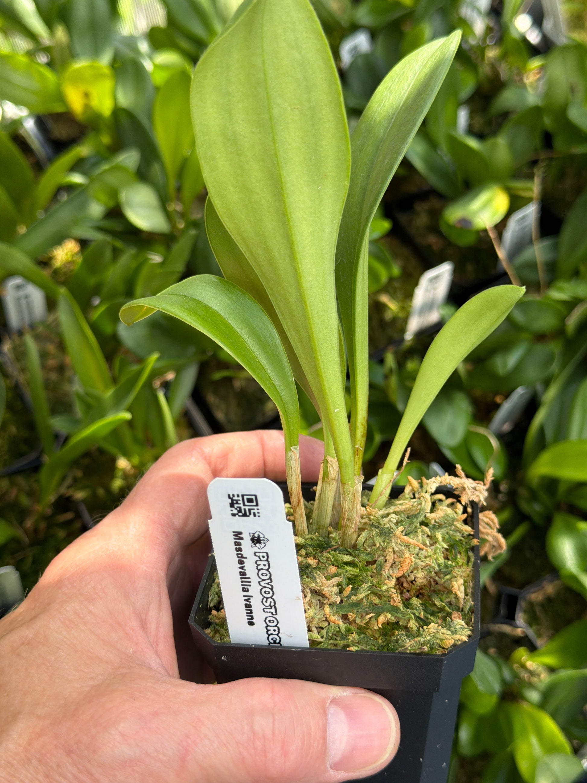 Masdevallia Ivanne en pot, feuillage charnu vert tendre dressé en éventail