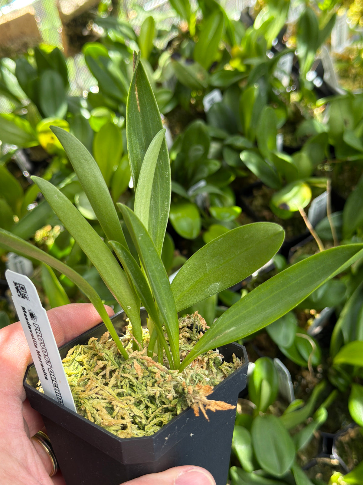 Masdevallia Morenita en pot, touffe fournie de feuilles spatulées vert moyen