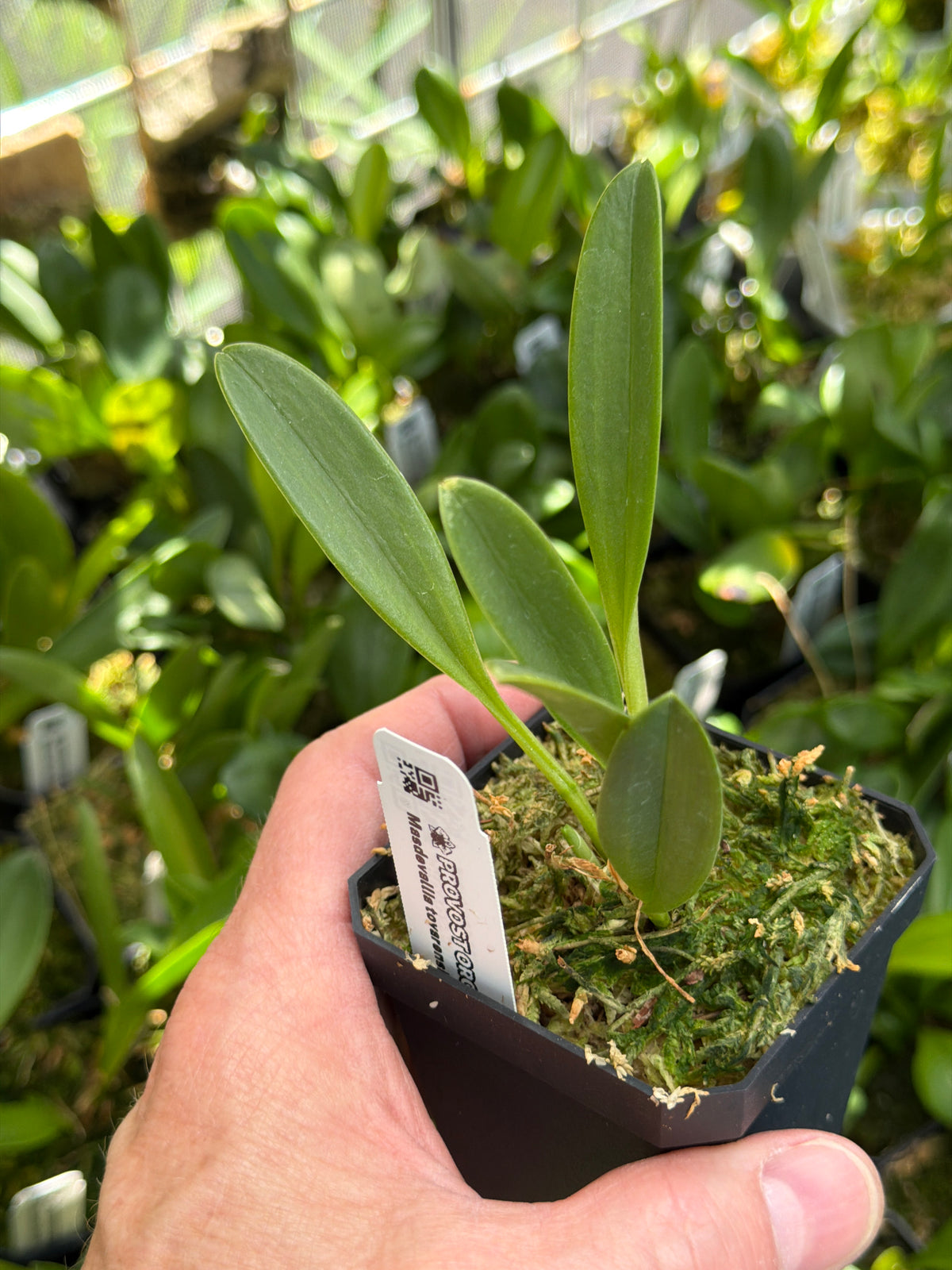 Masdevallia tovarensis en pot, feuilles spatulées vert foncé sur lit de sphaigne
