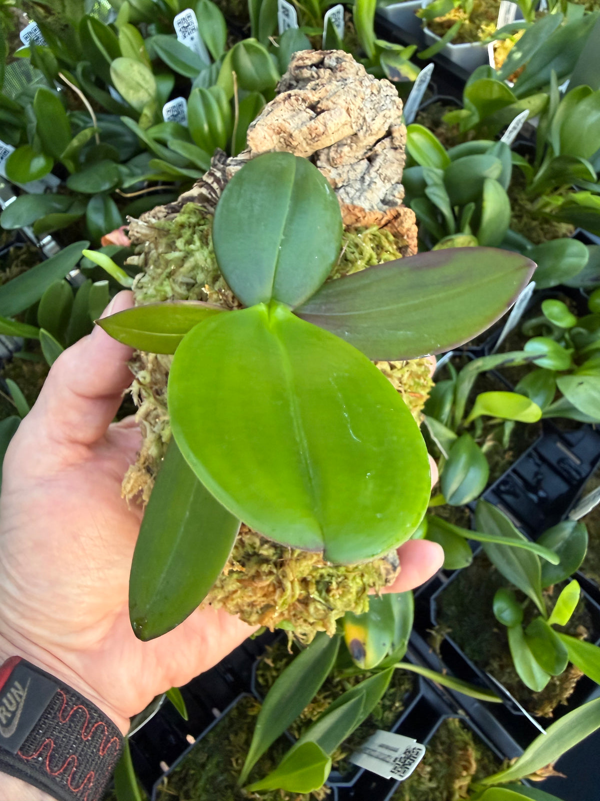 Phalaenopsis equestris monté sur plaque de liège, larges feuilles vertes au revers pourpre