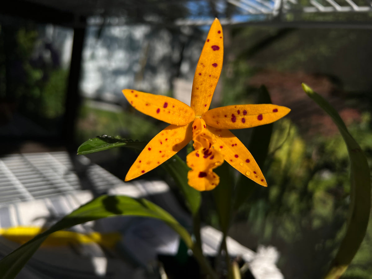 Fleur de Brassocatanthe Sun Mei Gold, jaune doré mouchetée de rouge, cultivée à Laval