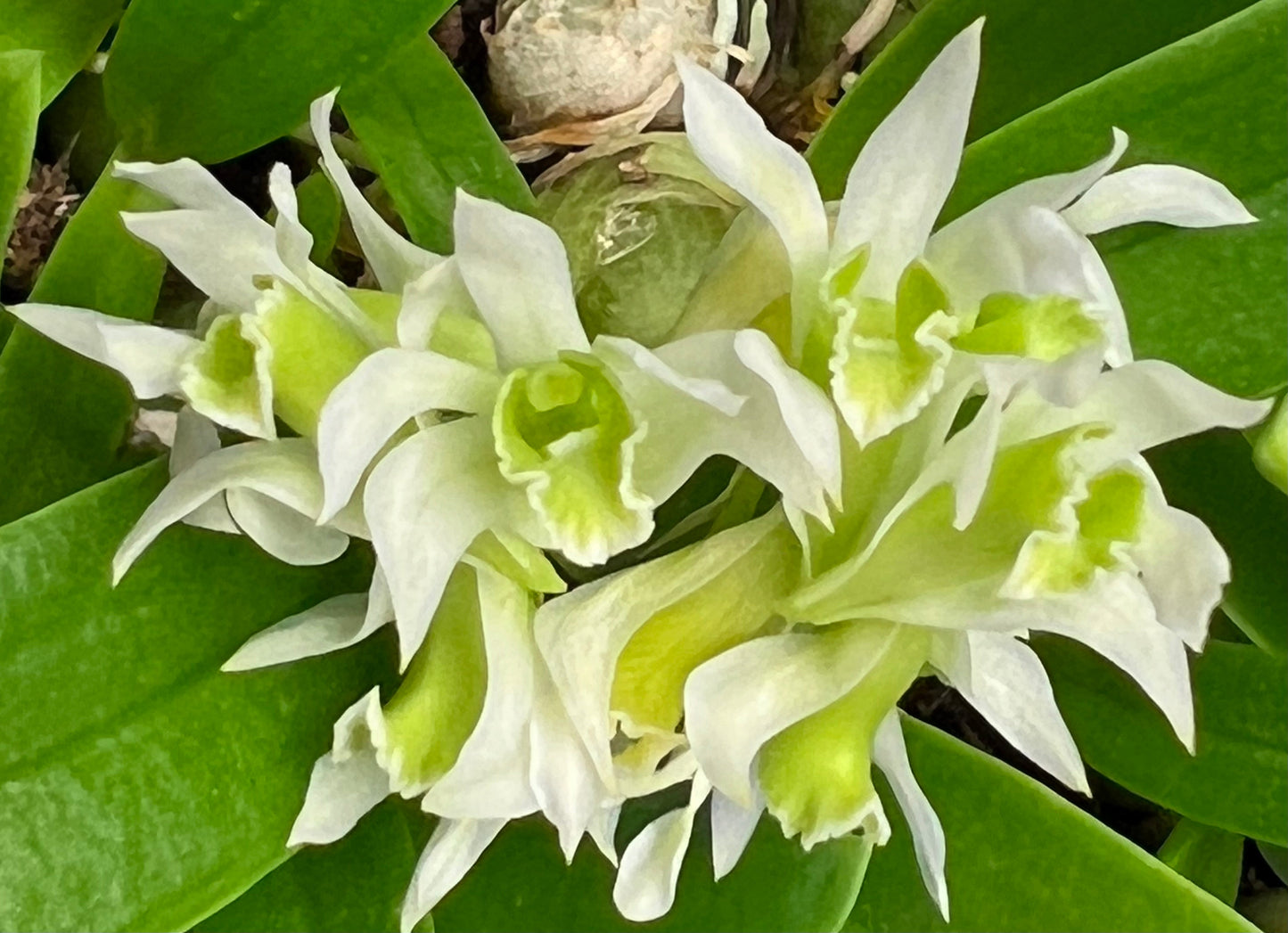Orchidée aux fleurs blanches et vert lime, en grappe