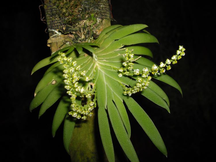 Ornithocephalus gladiatus var. bonplandii