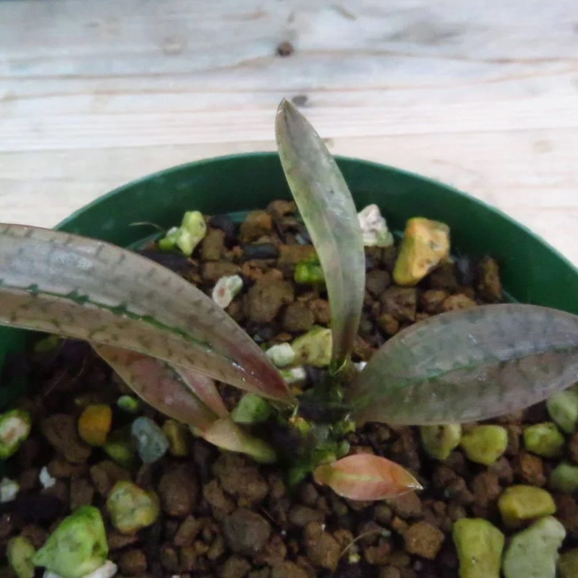 Oeceoclades monophylla