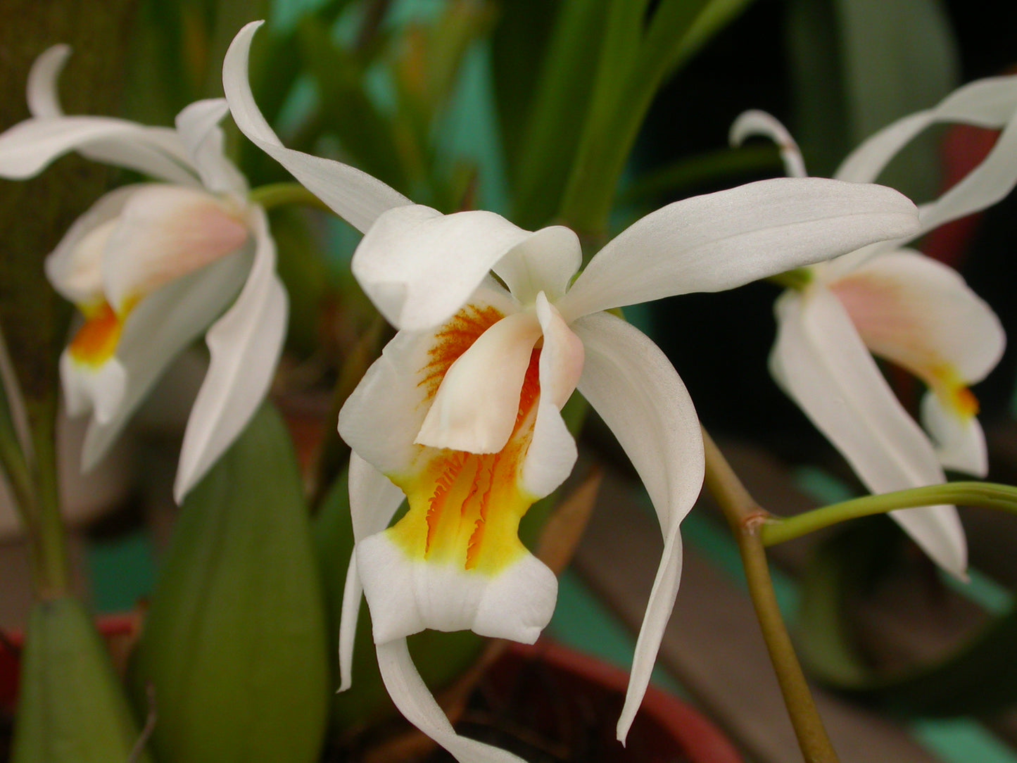 Coelogyne Unchained Melody