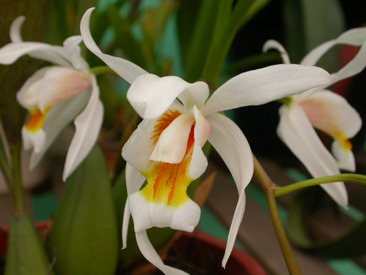 Coelogyne Unchained Melody