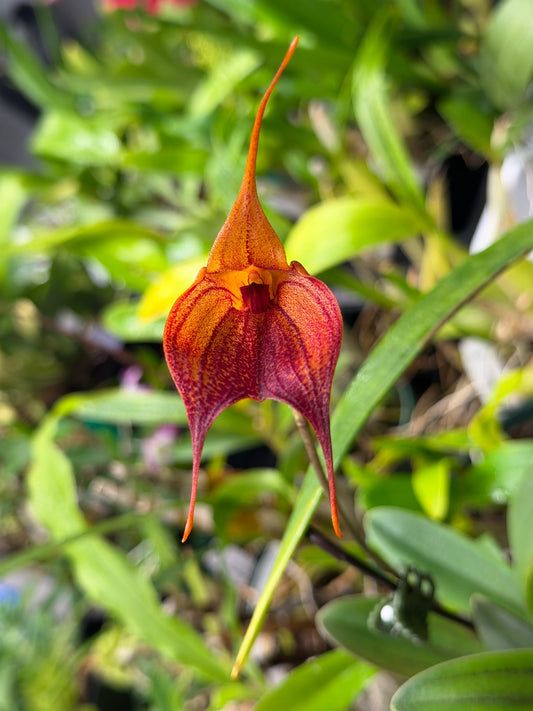 Masdevallia Prince Charming, photo de référence de la fleur