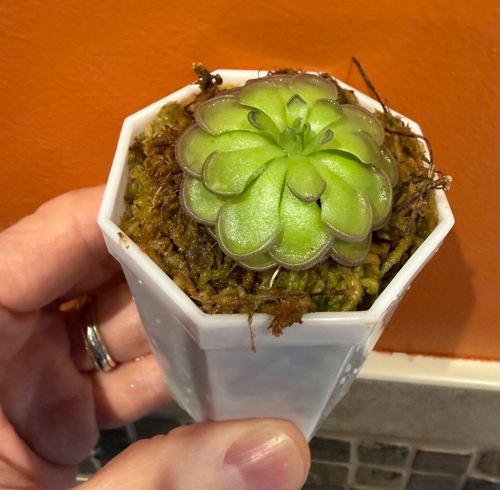 Pinguicula cyclosecta, photo de référence de la fleur