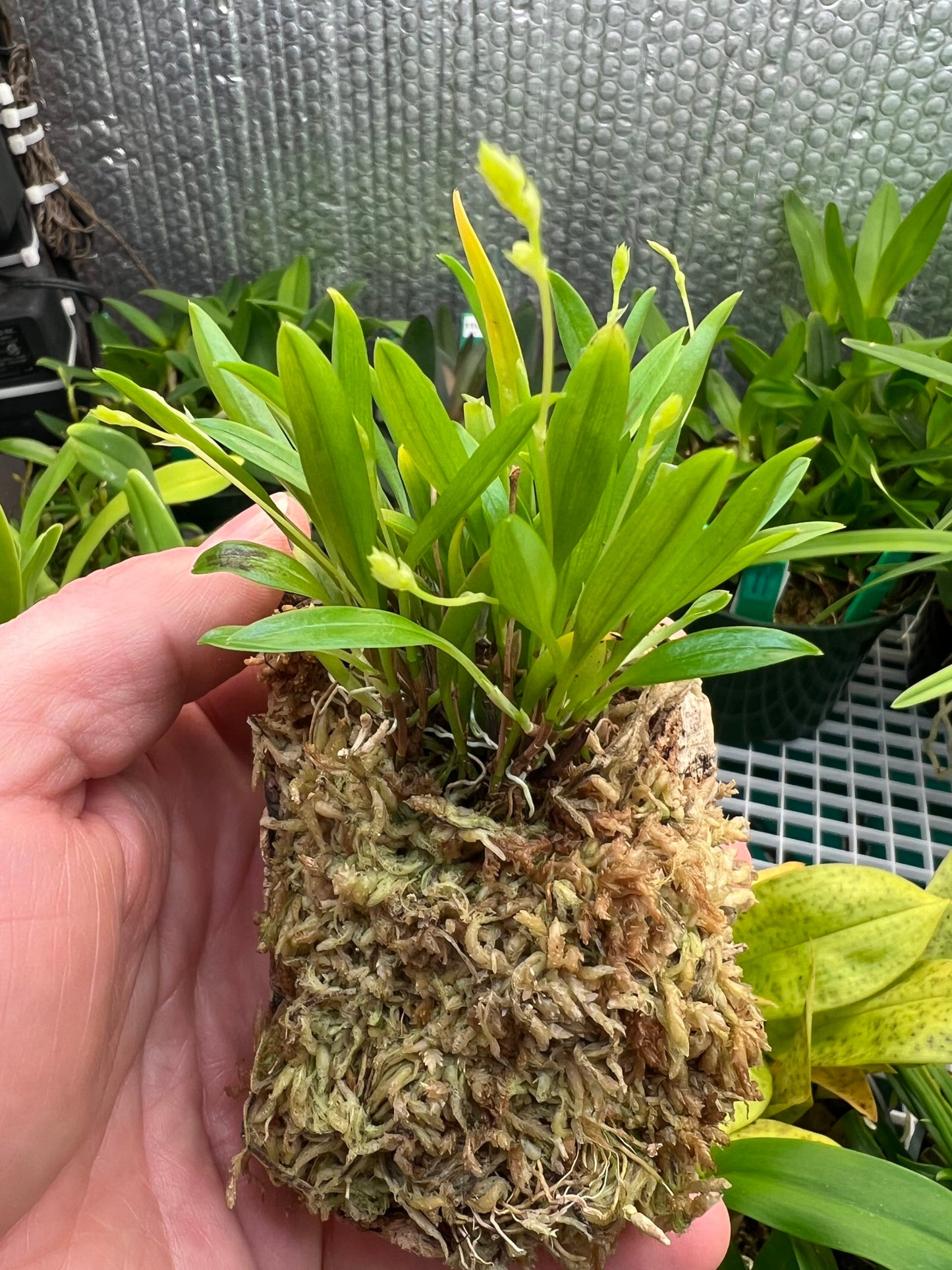 Stelis muscifera sur plaque