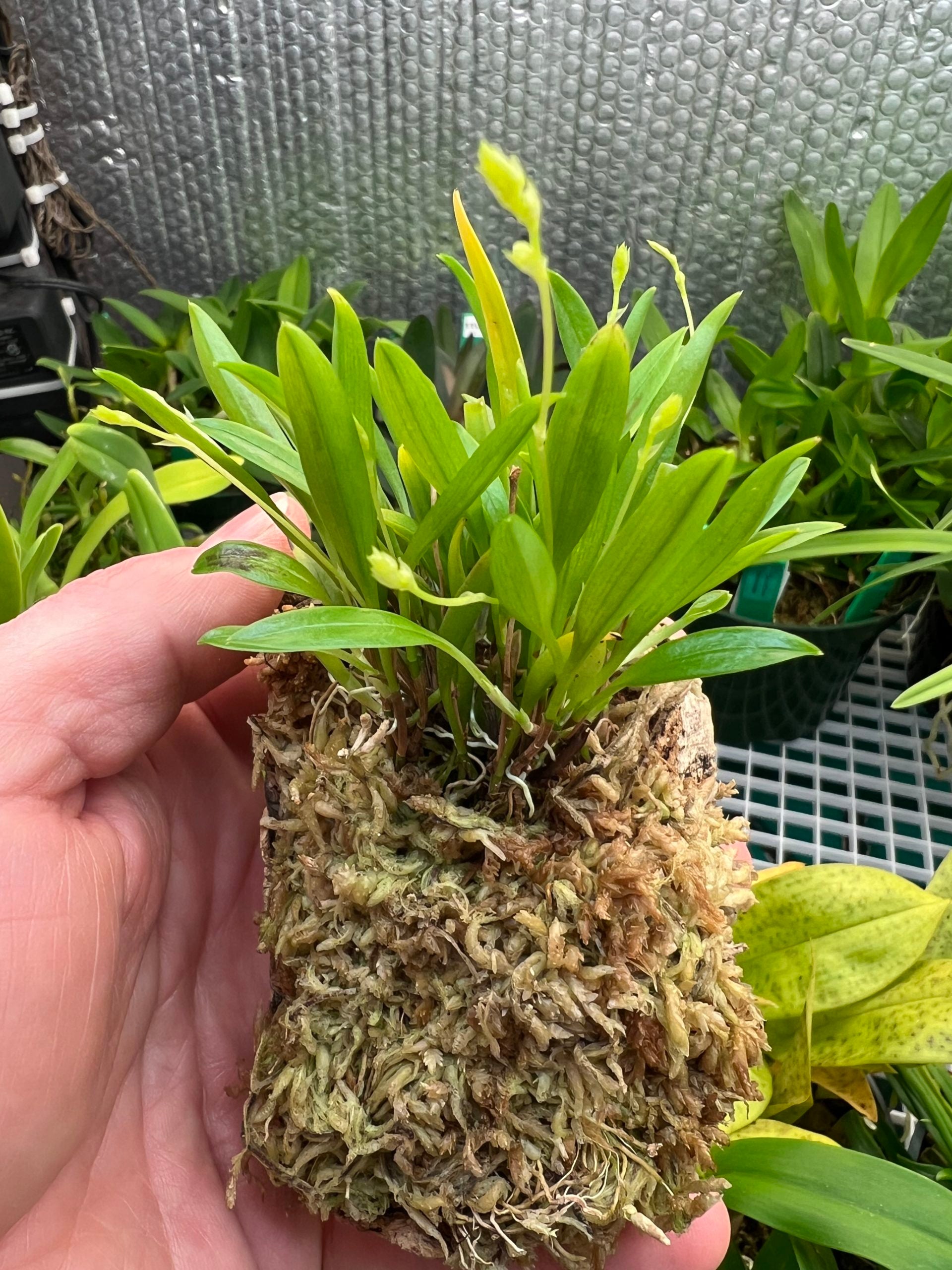 Stelis muscifera sur plaque