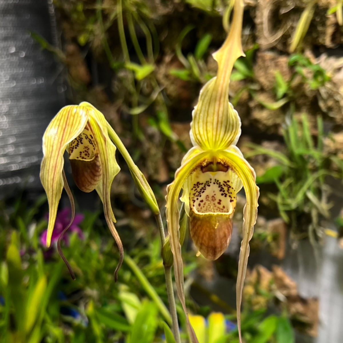 Phragmipedium mini grande, photo de référence de la fleur