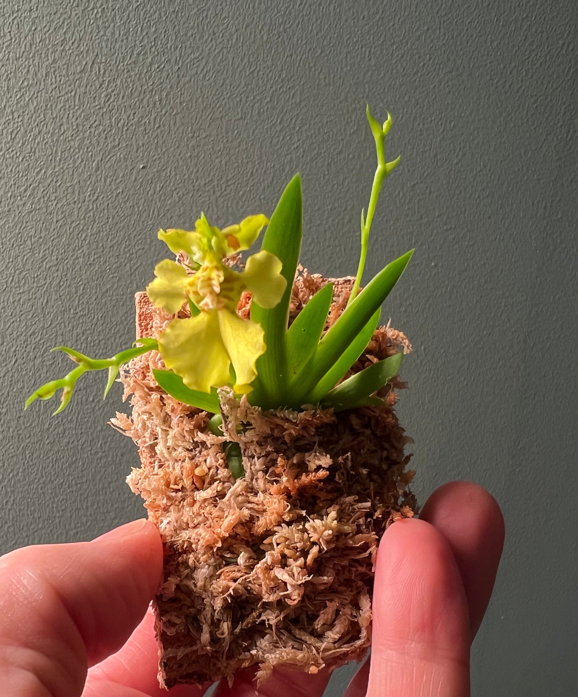 Erycina pusilla, photo de référence de la fleur
