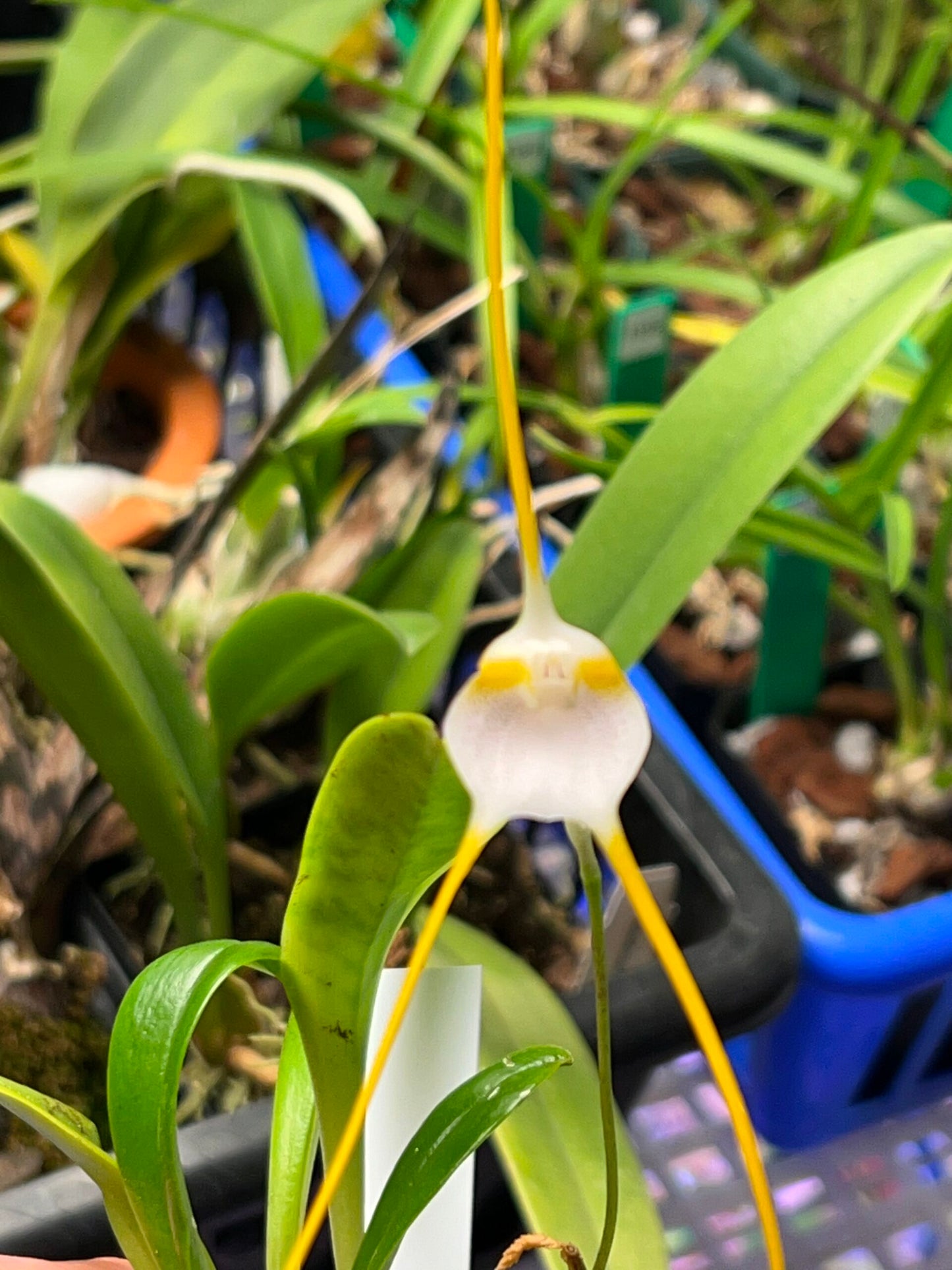 Masdevallia mejiana