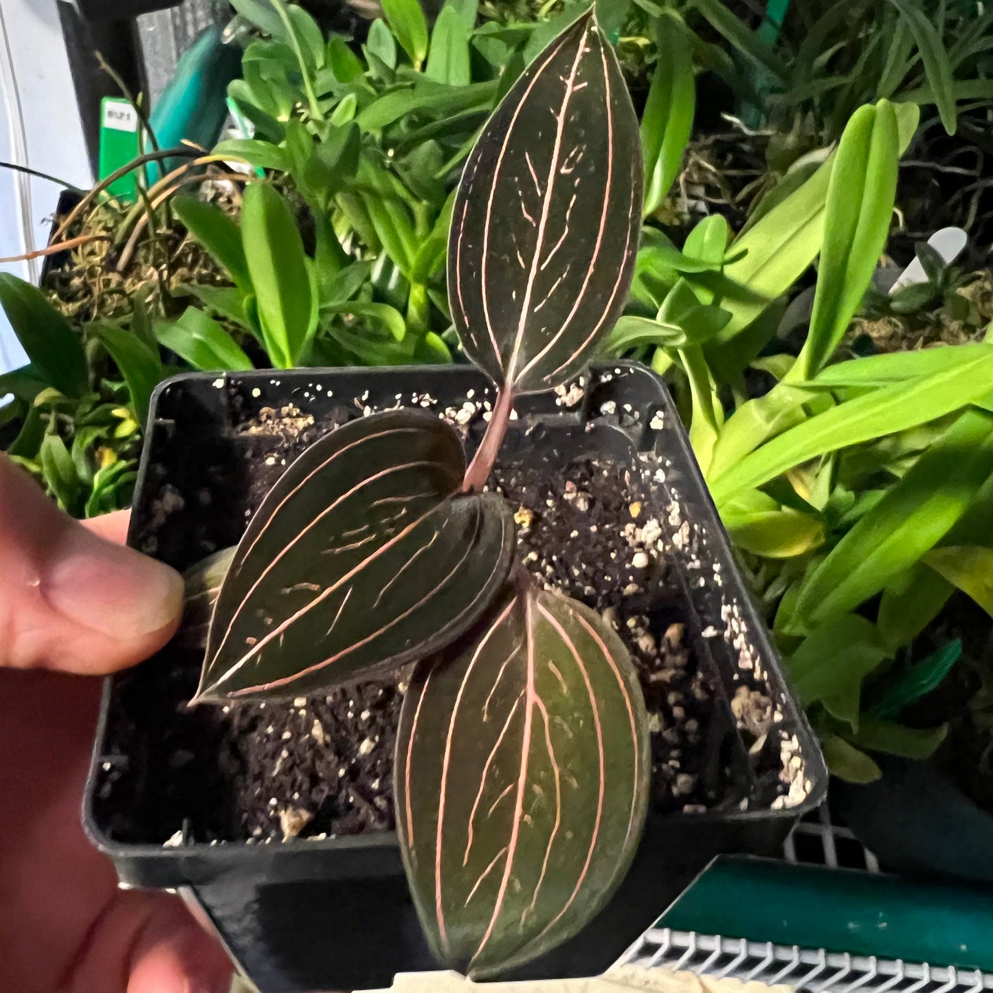 Ludisia discolor