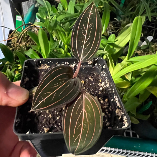 Ludisia discolor