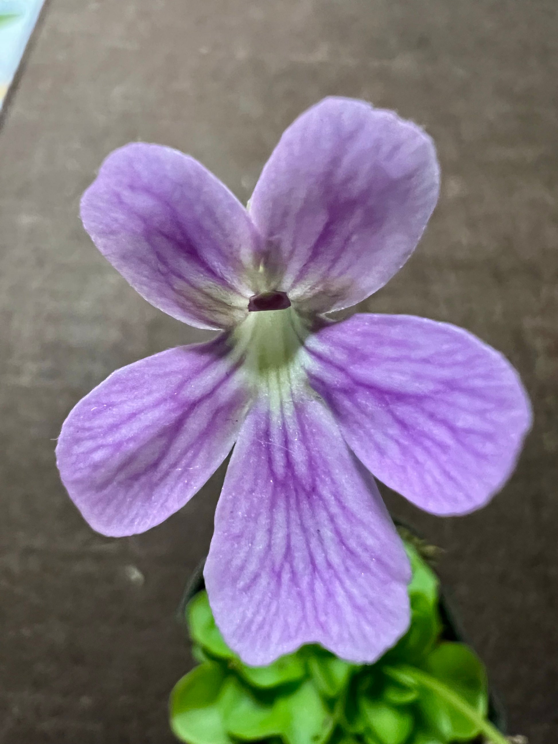 Pinguicula emarginata X 'Weser', photo de référence de la fleur