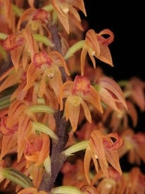Polystachya paniculata